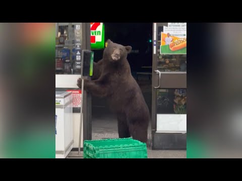 Brown Bear Drops Into Convenience Store