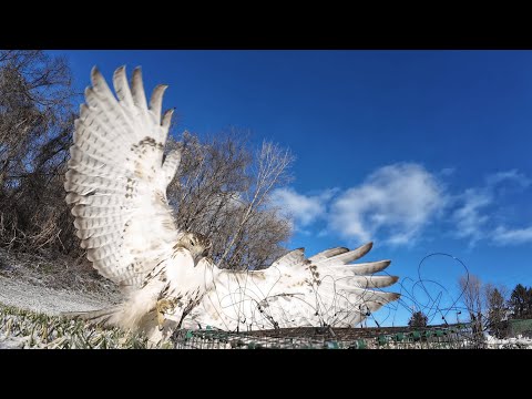 We Trapped An ABSOLUTE MONSTER of a Hawk! (The Biggest Red-Tailed Hawk In My 19 Years of Falconry!)