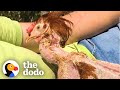 Naked Rescue Chicken Learns To Walk | The Dodo Faith = Restored