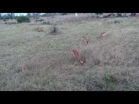 Djuma: Impalas grazing - 14:45 - 08/19/2023