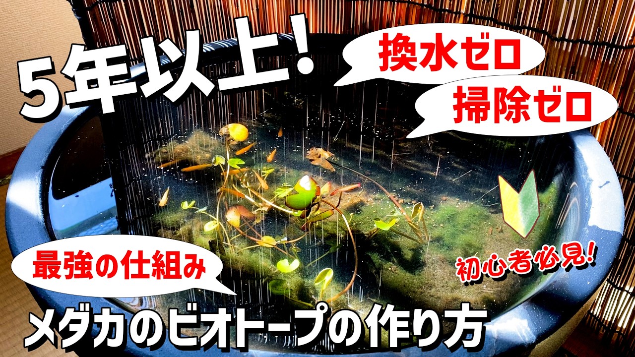 【メダカのビオトープ】5年以上...換水・掃除なしで飼育維持が可能な最強の仕組み（重要ポイント4選）の作り方を解説【初心者向け】