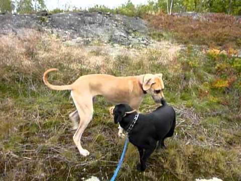 Skiplyns growl walk  add in  Prince