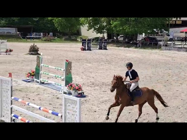 Vends cheval de sport de 8 ans