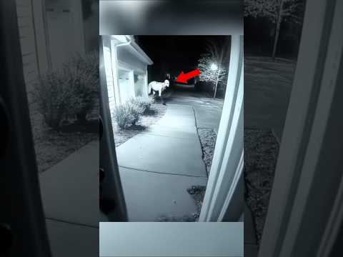 Skinwalker Disguised As Animals ☢️ Part-10 #scary #shorts