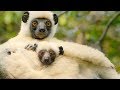 Sifaka Lemurs Make A Treacherous Journey For Food | BBC Earth