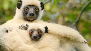Sifaka Lemurs Make A Treacherous Journey For Food 