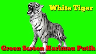 Download lagu Green Screen Harimau Putih - Macan Putih - White Tiger mp3