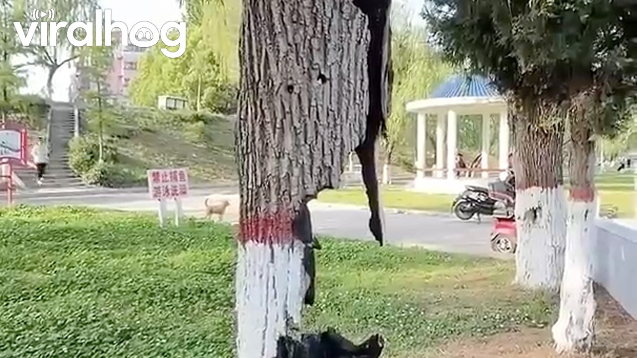 Hollow Tree Stays Green and Healthy Despite Severe Internal Damage || ViralHog