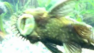 Soul Suckin&#39; Jerk