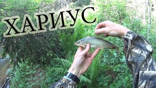 Ловля хариуса летом в кировской области