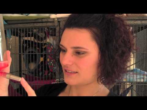YouTube video about: Can ferrets drink out of a bowl?