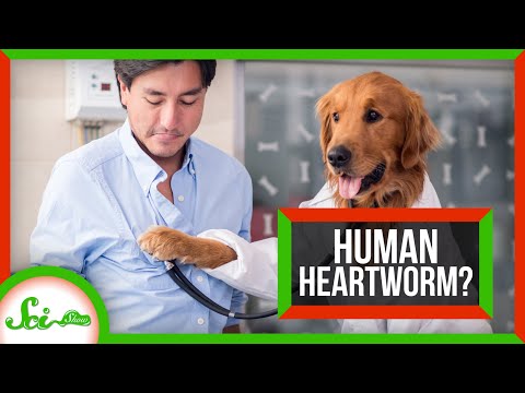 Why Don't Humans Get Heartworm? (Spoiler: We Do)