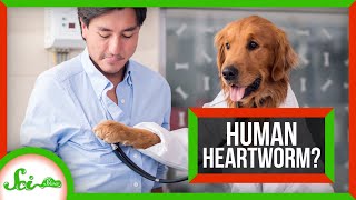 Why Don't Humans Get Heartworm? (Spoiler: We Do)