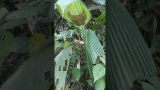 Download lagu sarang burung pijantung masih baru banget |ft.Kicau Lokal mp3 Download lagu sarang burung pijantung masih baru banget |ft.Kicau Lokal mp3