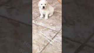 Video preview image #2 Golden Retriever Puppy For Sale in CORONA, CA, USA