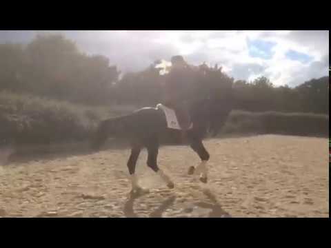 Totilas x Don Diamond