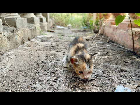 Rescue 20 days old kitten Abandoned in the mud Hungry and Crying 😢 for help | kittens need help