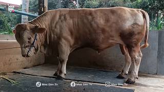 Download lagu BROUGHT IN 2 RARE JUMBO COWS !! FULL OF FEEDER CATTLE FOR FATTENING !! GO FARM YOGYAKARTA !! mp3 Download lagu BROUGHT IN 2 RARE JUMBO COWS !! FULL OF FEEDER CATTLE FOR FATTENING !! GO FARM YOGYAKARTA !! mp3
