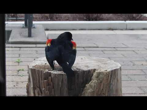 Red Winged Black Bird Feeding & Calling, Markham ON, April 9, 2021