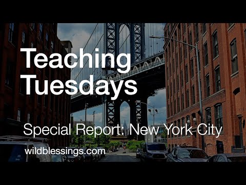 How to Forage - special report from NYC