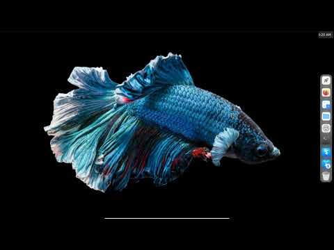 M4l1t0 p3sc4d0 FINAL