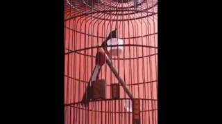 Download lagu Kicau Mania Burung Murai Batu Juara mp3 Download lagu Kicau Mania Burung Murai Batu Juara mp3