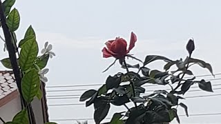 ฝนตกฉับพลัน ตกแบบไม่มีเค้าฝน ฝนตก แดดออก ภายในห้านาที