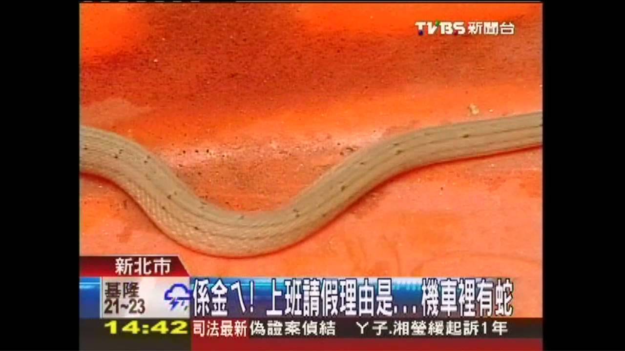 係金ㄟ！　上班請假理由是「機車裡有蛇」