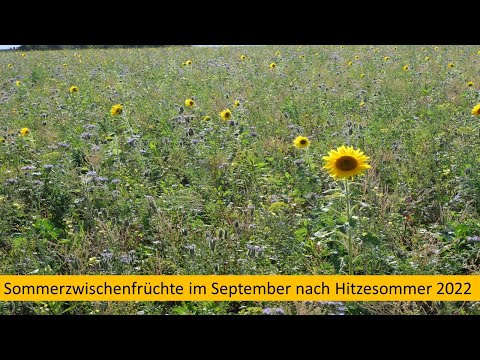 Zwischenfrüchte nach Hitzesommer 2022