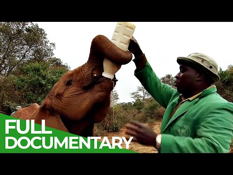 Elephants Back to the Wild
