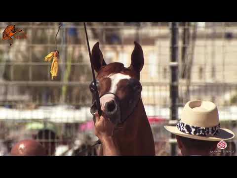 N 104 AMANI MONISCIONE   2020 Menton Mediterranean and Arab Countries Arabian Horse Championship   3