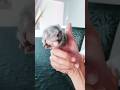Finger Monkey | Most Adorable and Cute  Marmoset Pet