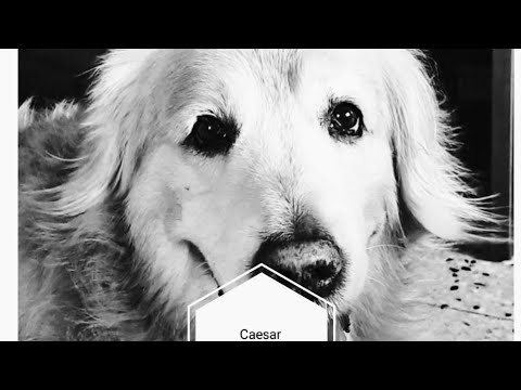 Caesar _ our golden retriever _ craving to get special attention and love 😘