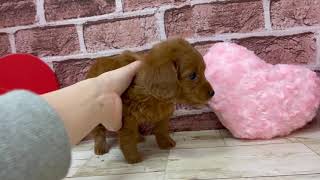 ハーフ犬の動画01