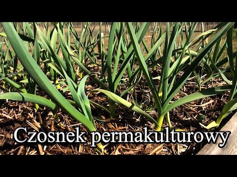 Ogrodowe pierdamony 49 - czosnek permakulturowy