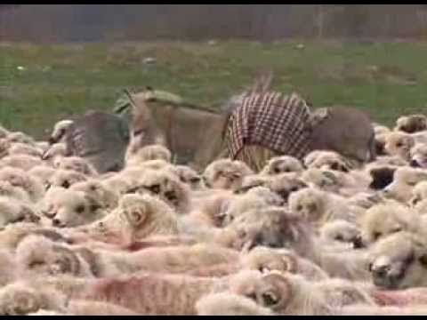 De Ziua Națională aflăm cum să preparăm brânza în coajă, la Natură și sănătate