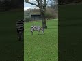 Zebras At Longleat Safari Park Shorts Shortsvideo Longleat