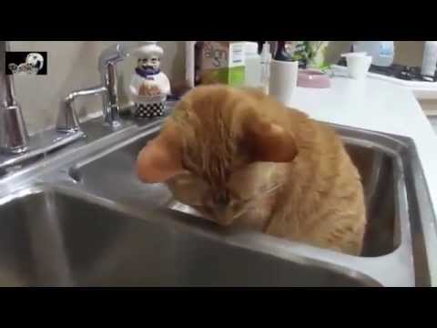 Epic Funny Dogs & Cats Compilation