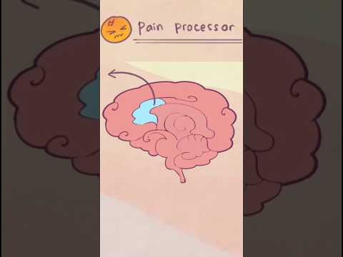 What NEVER Having Sex Does To Your Brain