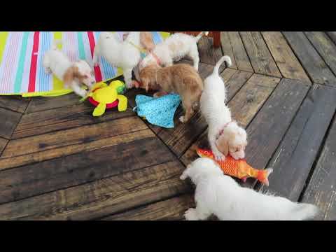 Bassetoodles playing with fish