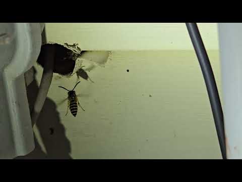 Yellow Jackets Harboring Behind the Cable Box in Bridgewater, NJ