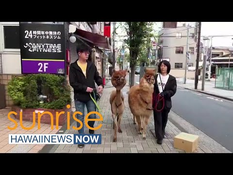 What's Trending: Alpacas walking through Tokyo