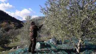 preview picture of video 'La cueillette des olives à Sainte Marguerite'