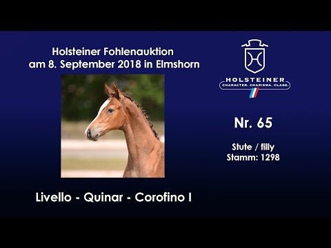 Holsteiner Fohlenauktion | Nr. 65 v. Livello - Quinar