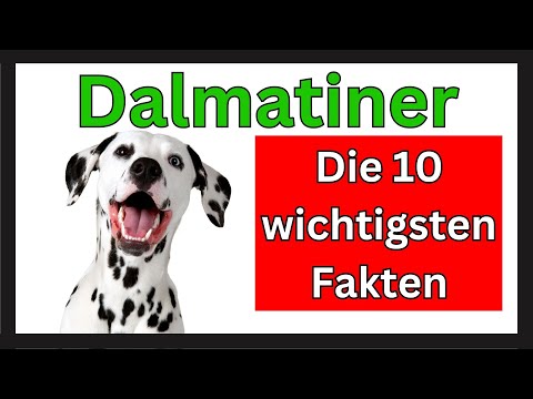 Dalmatiner 🐶 Die 10 wichtigsten Fakten dieser Hunderasse