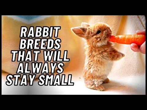 Rabbit Breeds That Will Always Stay Small
