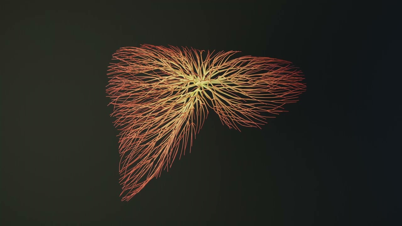 Human liver made out of lines Unrolling growing animation 3D Model