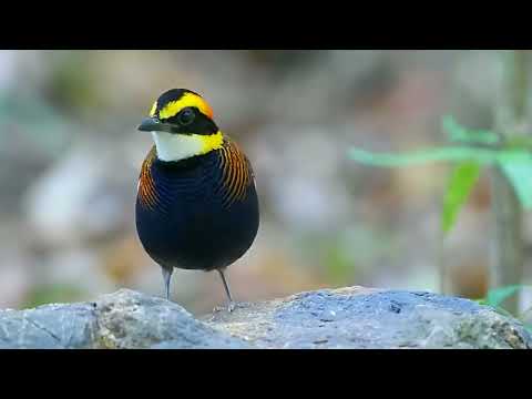 Pita malajská (Hydrornis irena) — hlas a správanie v prírode