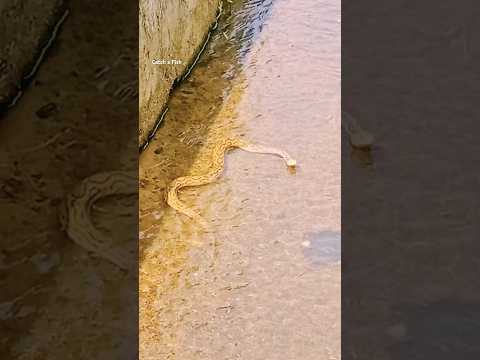 പറഞ്ഞത് വെറുതെയല്ല #keralafishing #shorts