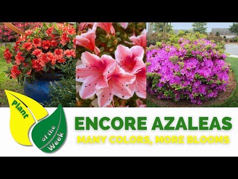 ENCORE AZALEAS | More Bloom More Often